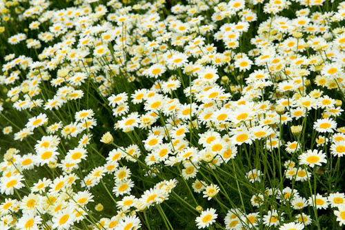 feverfew